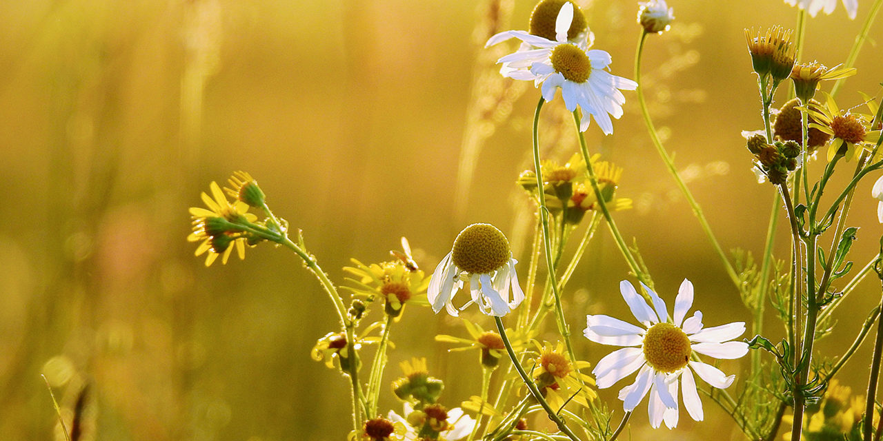 Ausgeschlossenheit als Lebensgefühl – Asperger Autismus