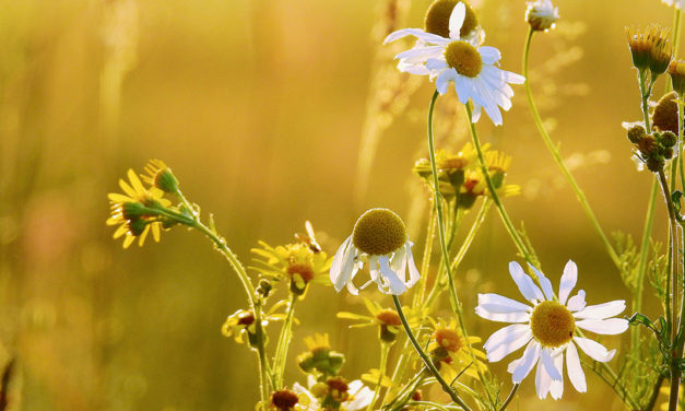 Ausgeschlossenheit als Lebensgefühl – Asperger Autismus