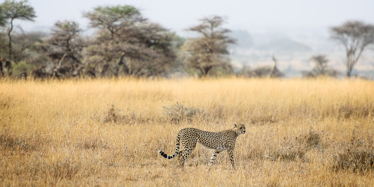 „Wenn du wüsstest“ – Gedicht