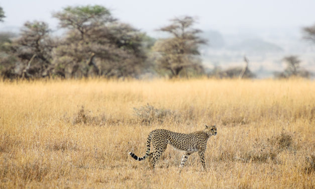 „Wenn du wüsstest“ – Gedicht