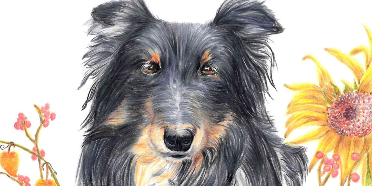 Der Blick eines Seelenhundes