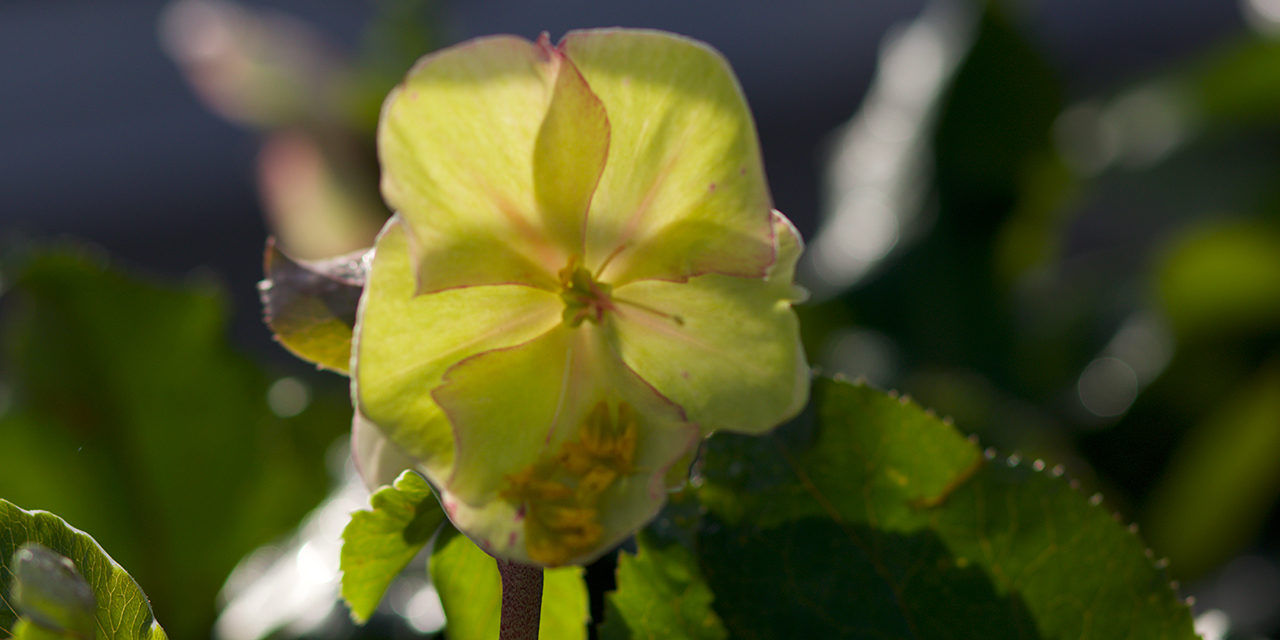 »Ein Garten in Harmonie und Farbe«