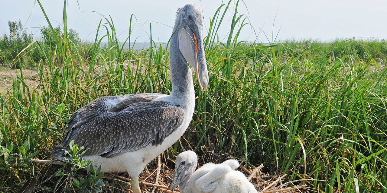 Warum der Pelikan ins Xblog-Logo kam