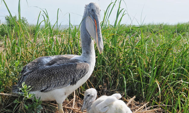 Warum der Pelikan ins Xblog-Logo kam