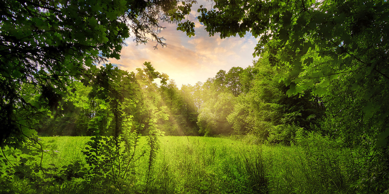 »Wälder und Haine«