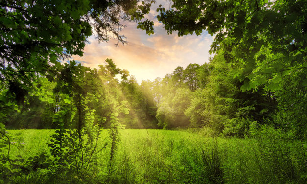 »Wälder und Haine«