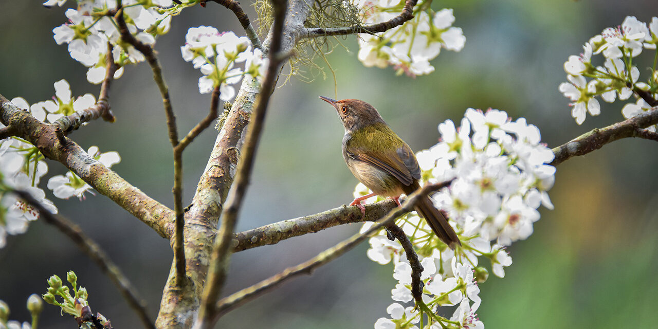 »Vogel als Prophet« – Gedicht