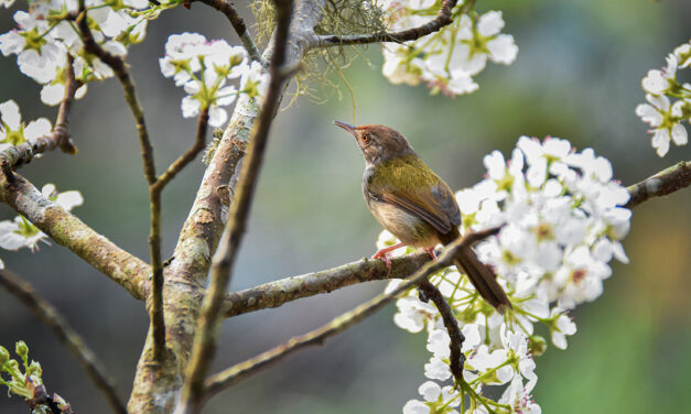 »Vogel als Prophet« – Gedicht