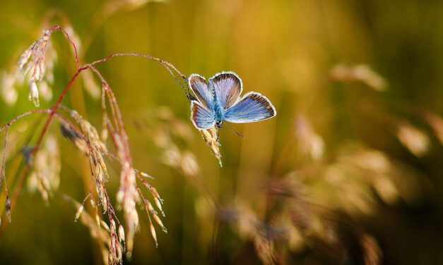 »Im Schmetterlingsflug der Ewigkeit« – Gedichtzyklus