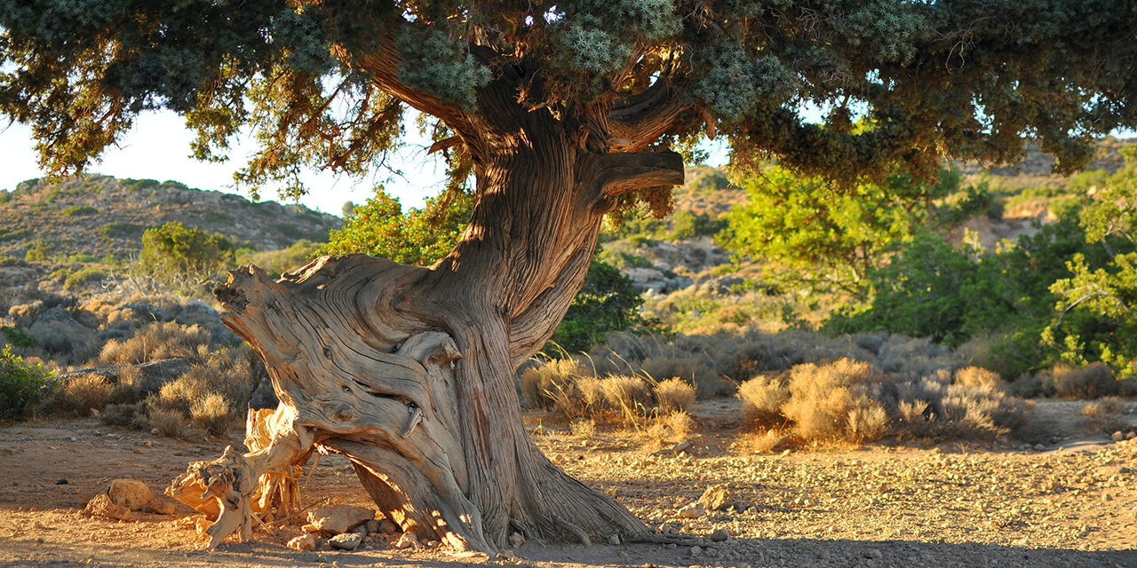Abschlagsfreie Rente ab 60: Auch für Beschäftigte von Behindertenwerkstätten?