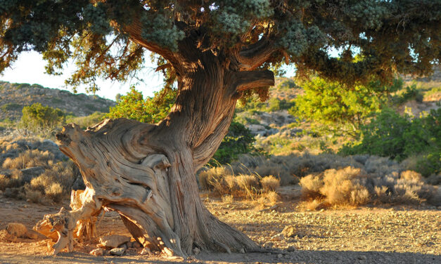 Abschlagsfreie Rente ab 60: Auch für Beschäftigte von Behindertenwerkstätten?