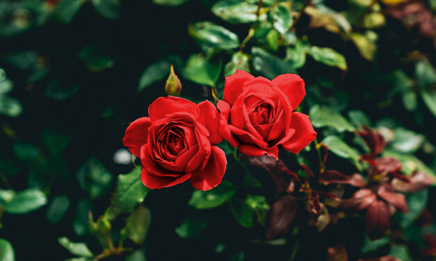 »Vater.« – Ein Gedicht zum Vatertag