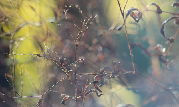 »September« – Gedicht