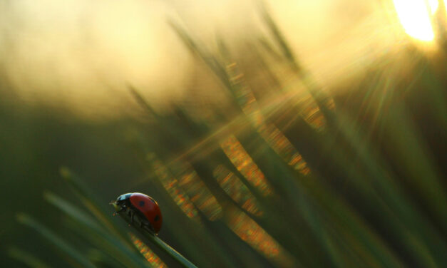 »Bewusst-sein« – Gedicht