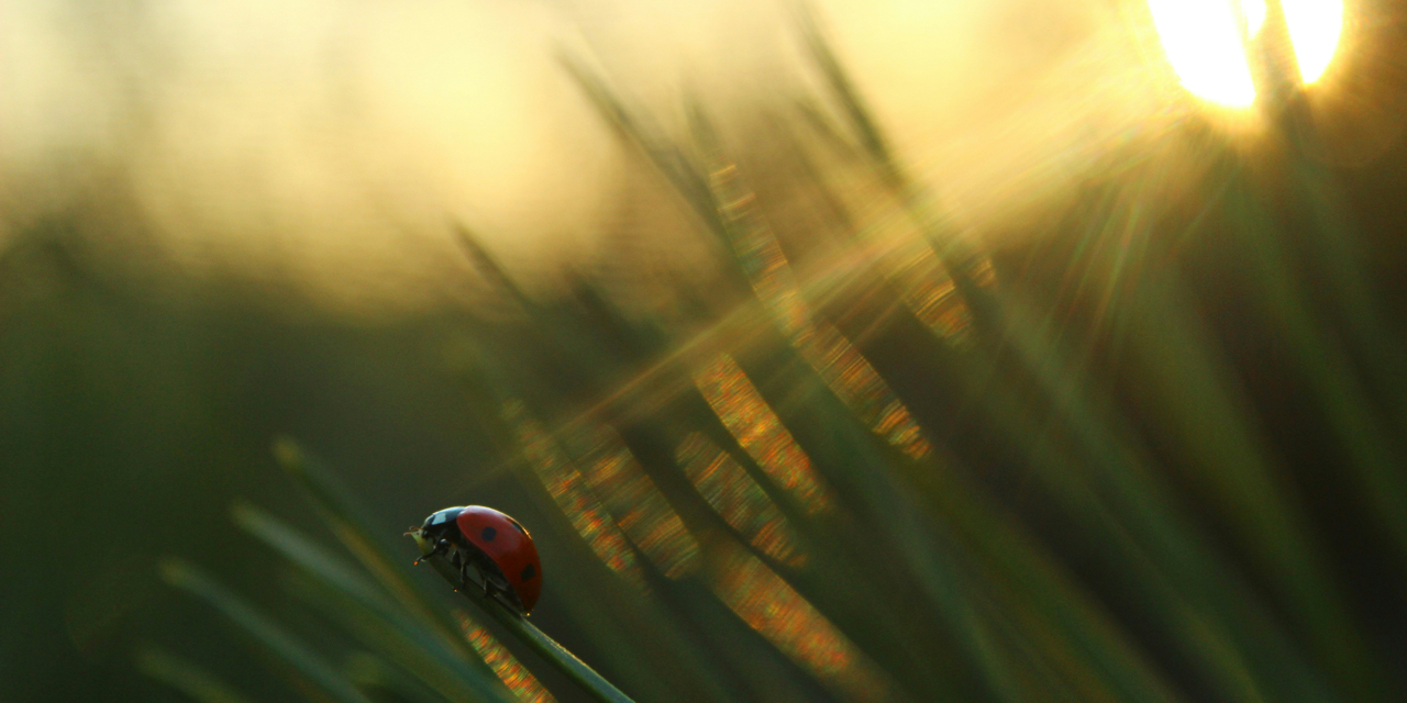 »Bewusst-sein« – Gedicht