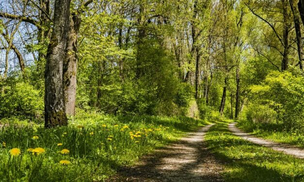 „Kein Roman ey“: Spazieren gehen ist gesund