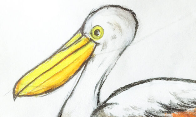 Ein Pelikan zum Geburtstag