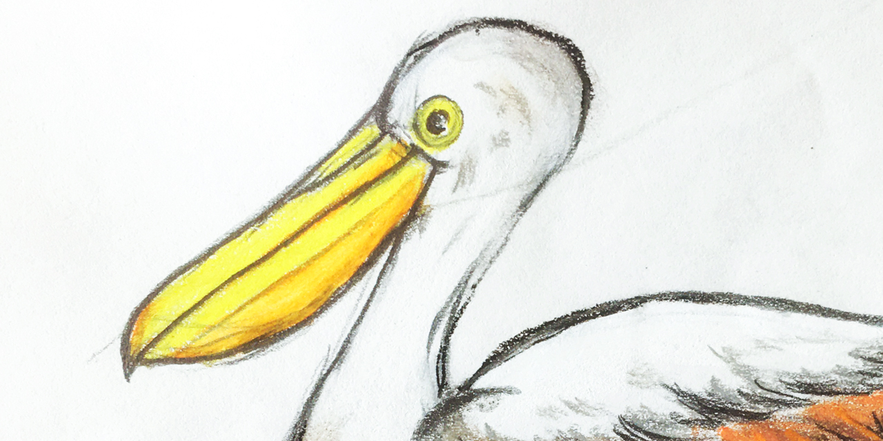 Ein Pelikan zum Geburtstag