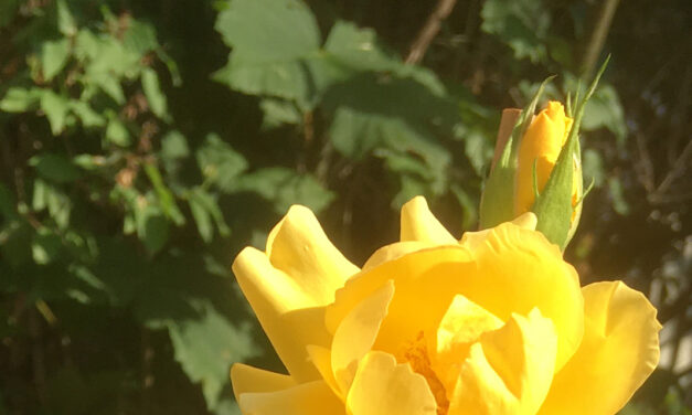 »Du bist unvergessen!« – Eine Rose für Toni Bayer