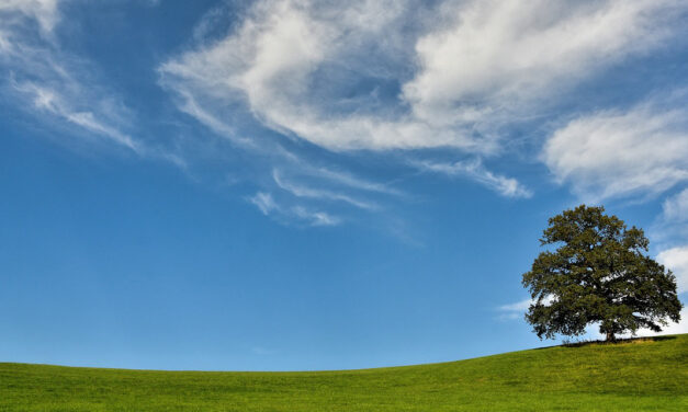 Das Gedicht „Rufe nicht“ von Hilde Domin