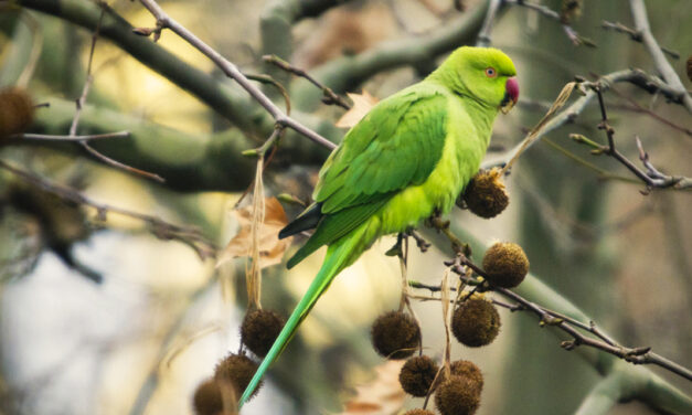 „Kein Roman ey“: Halsband- und Alexandersittiche in Köln