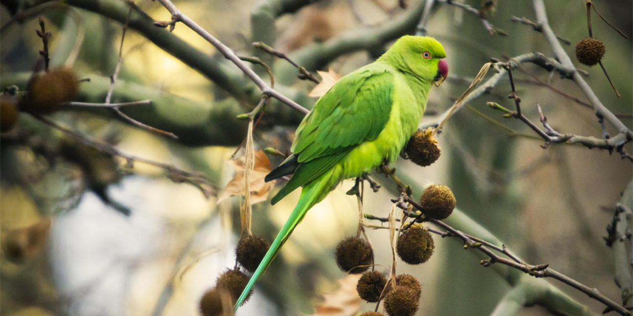 „Kein Roman ey“: Halsband- und Alexandersittiche in Köln