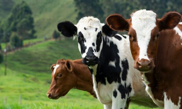 Kuscheln mit ner Kuh