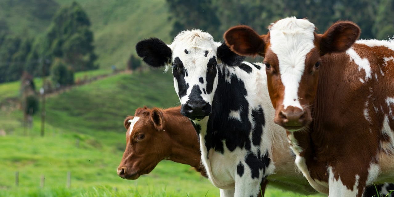 Kuscheln mit ner Kuh